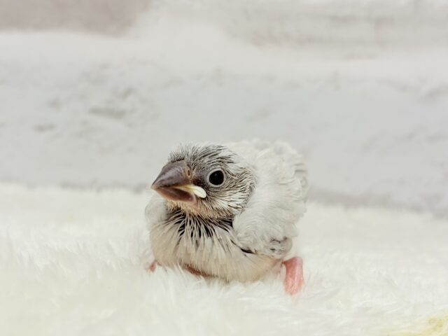 【最新画像更新🪄】おてての中で寝ちゃいます.*・゚シルバー文鳥 ヒナ シルバー文鳥