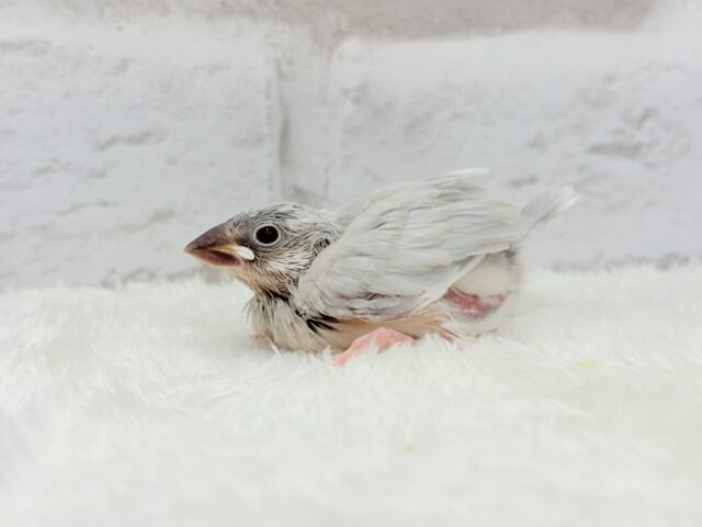 【最新画像更新🪄】おてての中で寝ちゃいます.*・゚シルバー文鳥 ヒナ シルバー文鳥