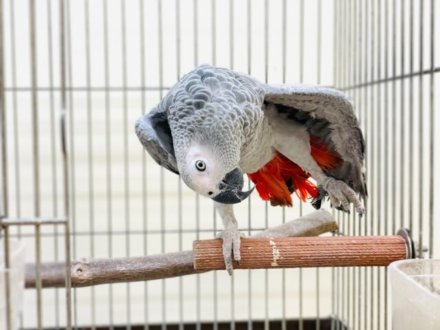 ヨウム