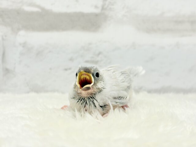 【最新画像更新🪄】おてての中で寝ちゃいます.*・゚シルバー文鳥 ヒナ シルバー文鳥