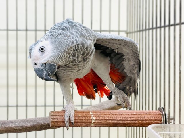 ヨウム