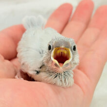 【最新画像更新🪄】おてての中で寝ちゃいます.*･ﾟシルバー文鳥 ヒナ