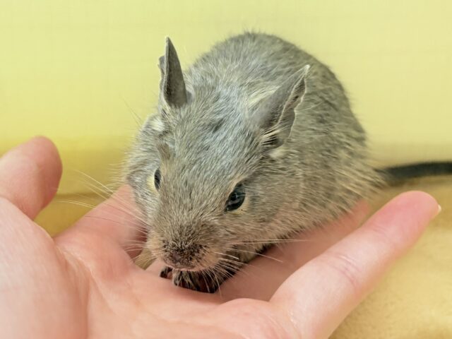 デグー