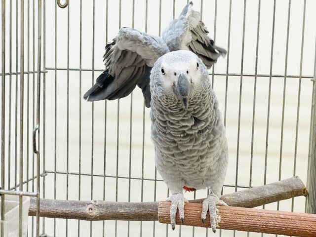 ヨウム