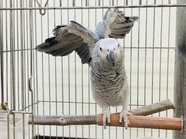 ヨウム