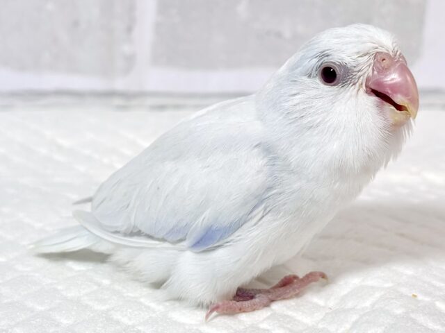 マメルリハ