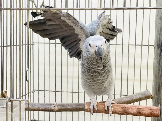 ヨウム