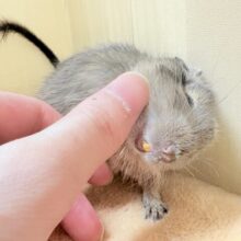 初めましてでもぐいぐいいくよっ❣️デグー(ブルー)男の子