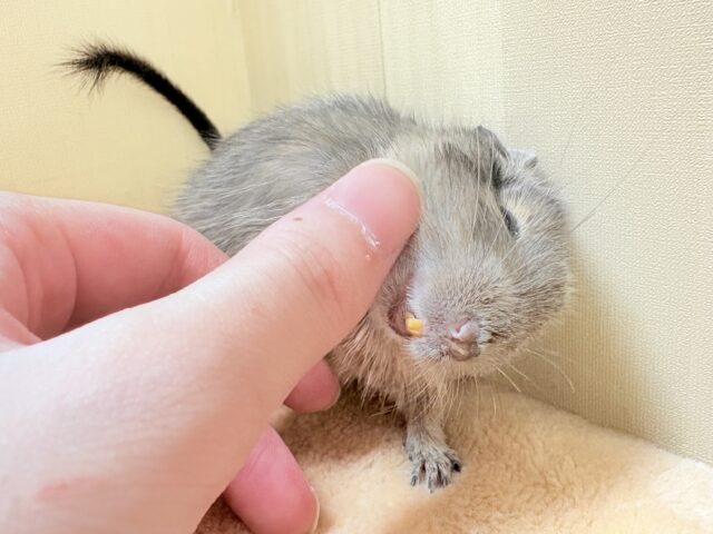 初めましてでもぐいぐいいくよっ❣️デグー(ブルー)男の子