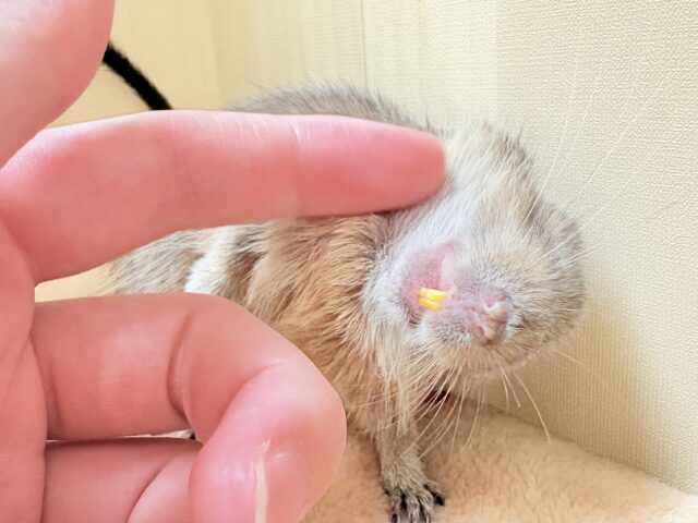 デグー