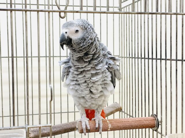 ヨウム