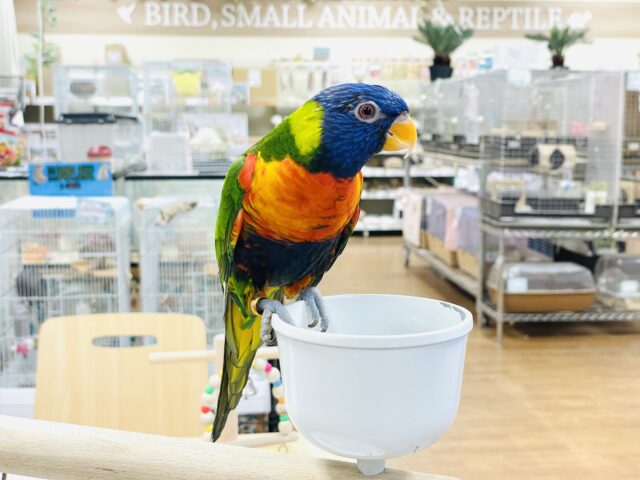 ゴシキセイガイインコ