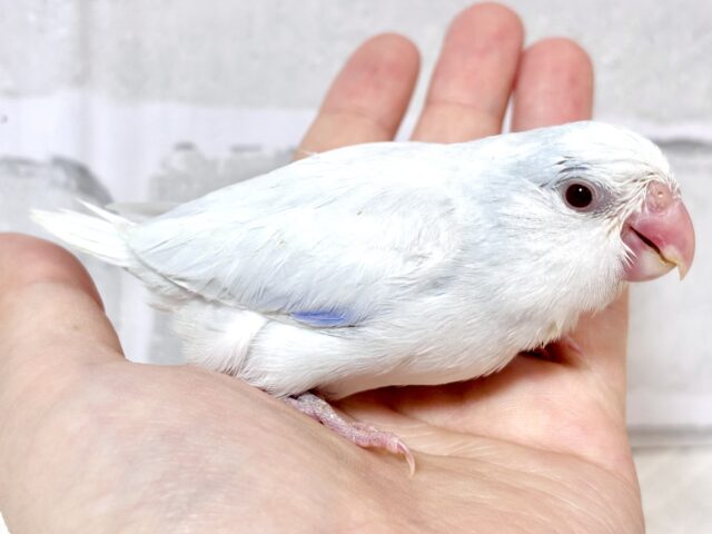マメルリハ