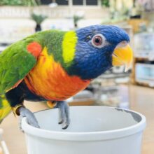 【最新画像】やんちゃな遊び好き🌟ゴシキセイガイインコ