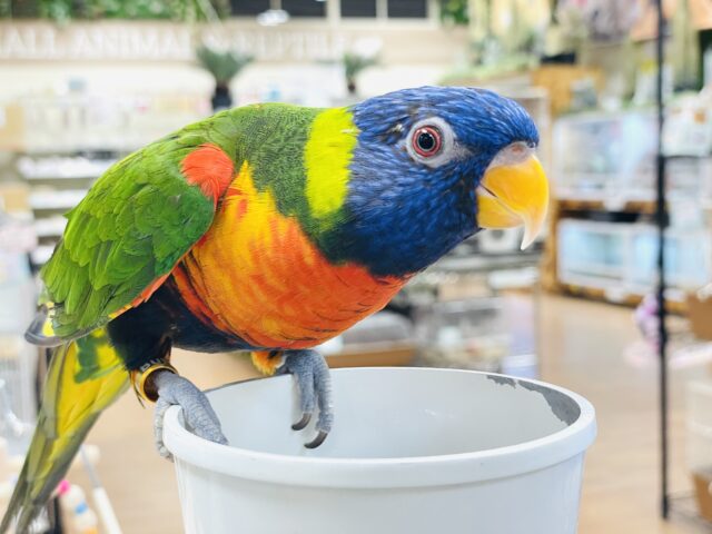 【最新画像】やんちゃな遊び好き🌟ゴシキセイガイインコ