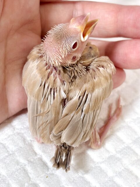 シナモン文鳥