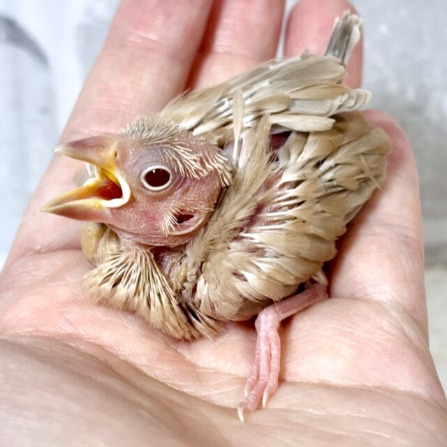 シナモン文鳥さま専用ページ シナモン鳥とシルバー文鳥のペーパークラフト ポストカード 2枚