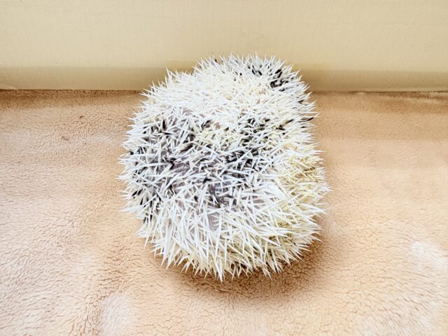 ハリネズミ