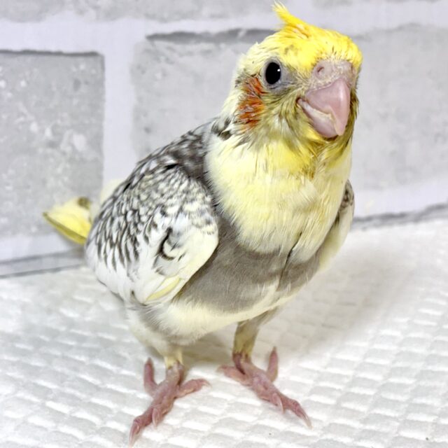 オカメインコ パールパイド 🍨⋆✦