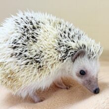 【最新画像】魅力たっぷり🪄.⋆⟡ハリネズミ(パイド)の男の子