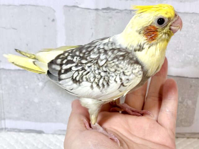 オカメインコ