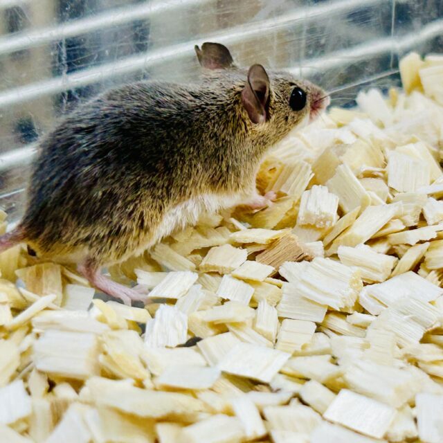 アフリカチビネズミ