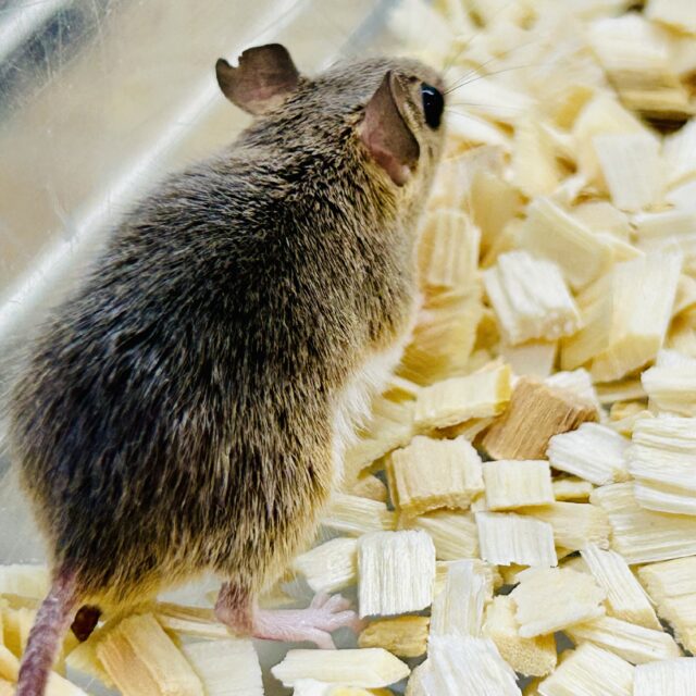 アフリカチビネズミ