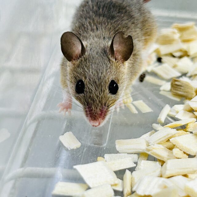 アフリカチビネズミ