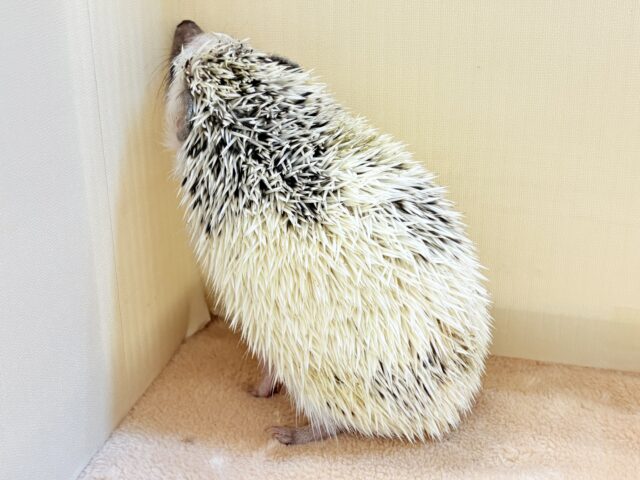 ハリネズミ