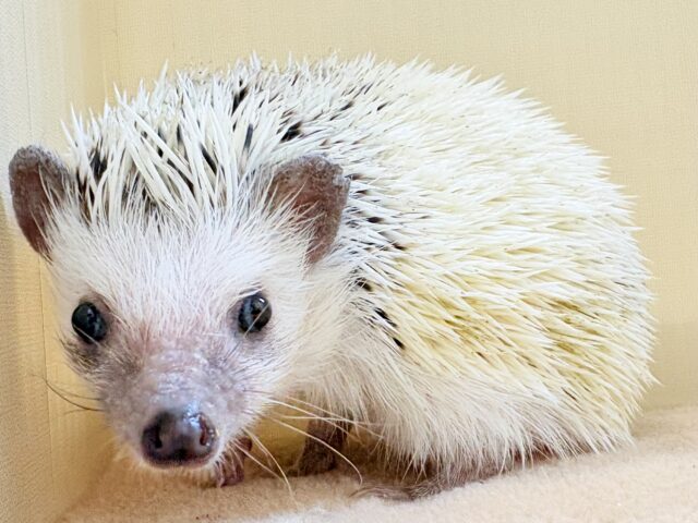 ハリネズミ