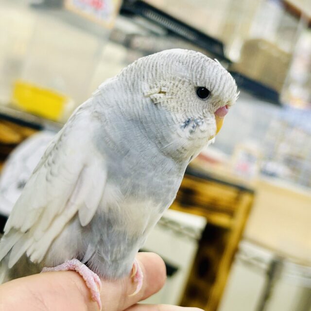 ジャンボセキセイインコ