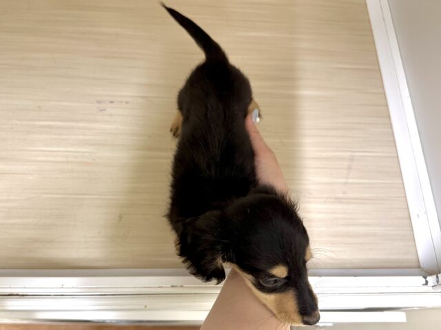 カニンヘンダックス