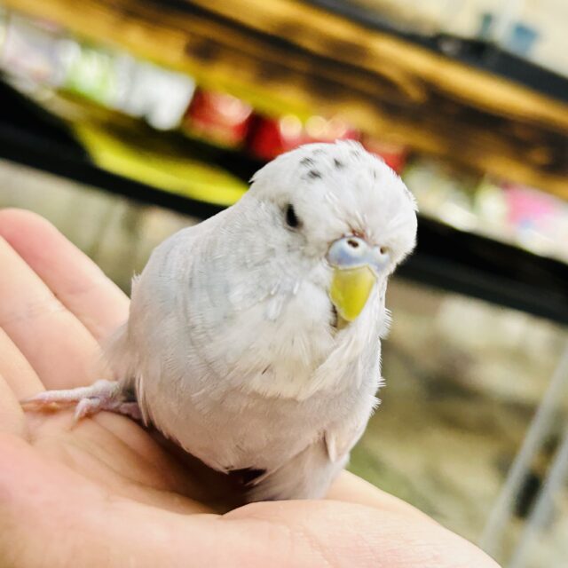 ジャンボセキセイインコ