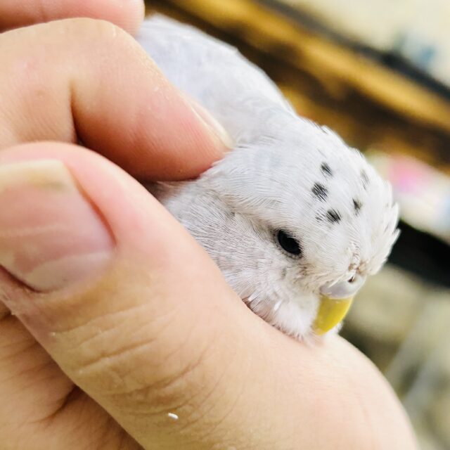 ジャンボセキセイインコ