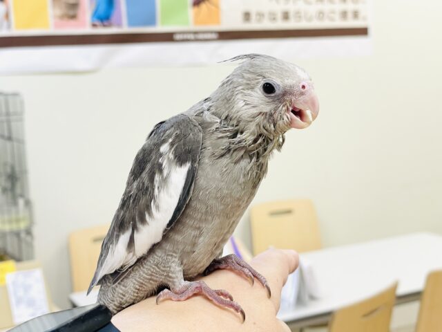 オカメインコ
