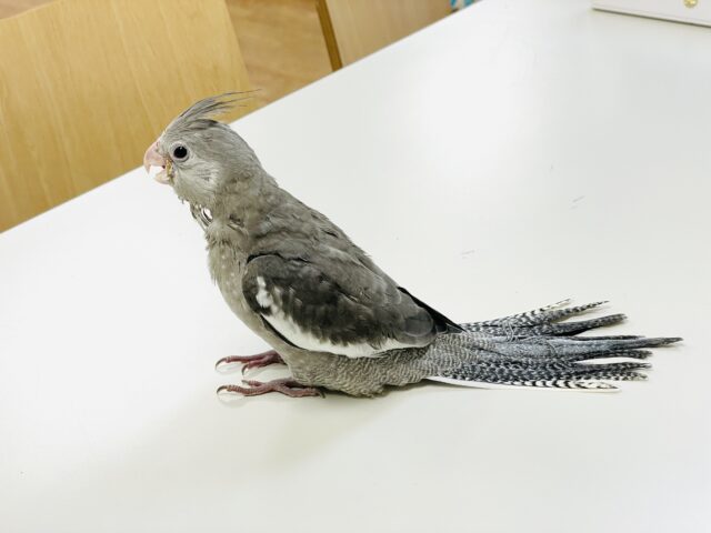 オカメインコ