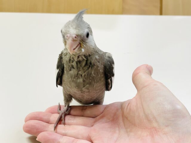 オカメインコ
