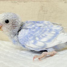 バブみ強め🐣🍼童顔フェイス♡セキセイインコ(スパングル) ヒナ