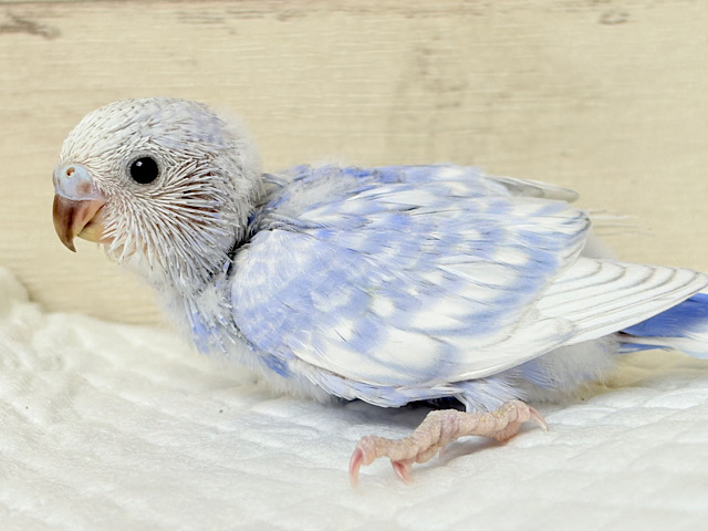 バブみ強め🐣🍼童顔フェイス♡セキセイインコ(スパングル) ヒナ