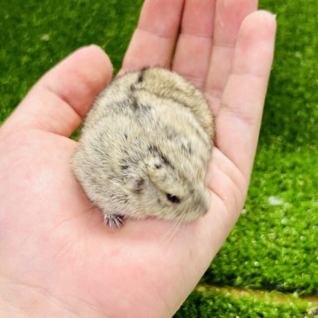 ステップレミング