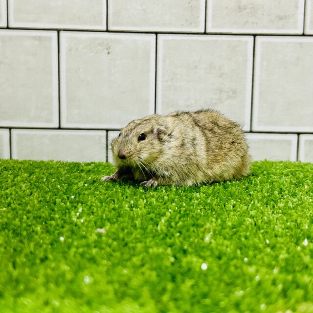 ステップレミング