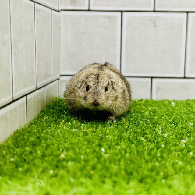 ステップレミング