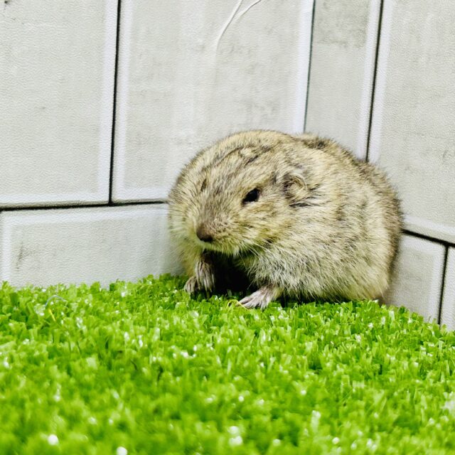 ステップレミング