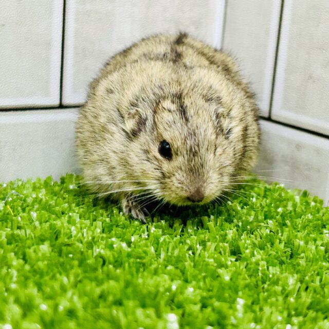 ステップレミング