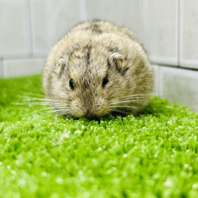 ステップレミング