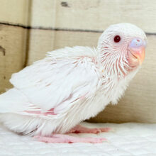 キレイな瞳に映る世界は🌎🫧セキセイインコ(アルビノ) ヒナ