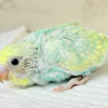 しゅわしゅわ🫧メロンソーダ🧃🍈セキセイインコ(パステルカラーレインボー) ヒナ