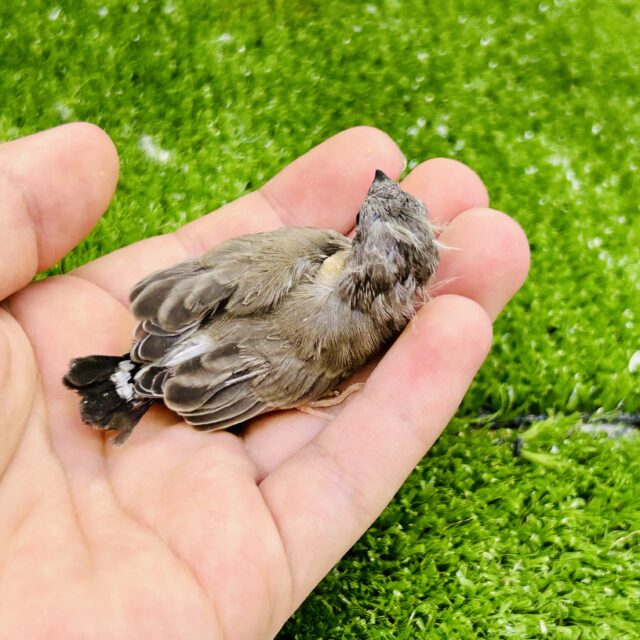 錦花鳥（キンカチョウ）