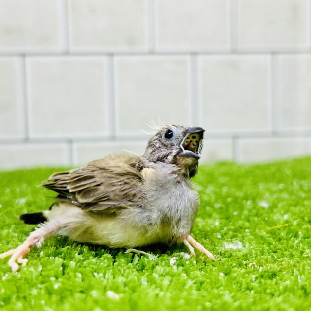 錦花鳥（キンカチョウ）