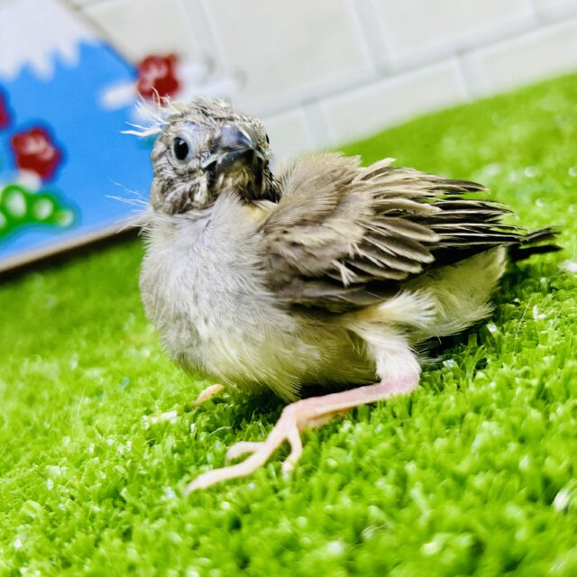 錦花鳥（キンカチョウ）